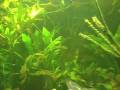videos de Neon tetra @ Zoo Bochum