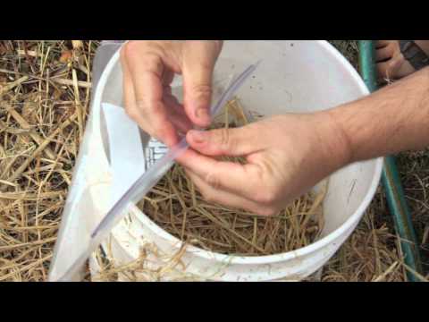 how to grow oyster mushrooms indoors