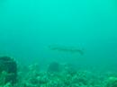 barracuda