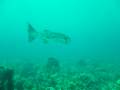 barracuda