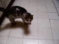 Paillasson le petit chat 3 Paillasson le petit chat 3