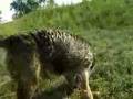 Border Terrier video