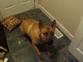 samson samson