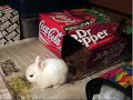 Conejitos