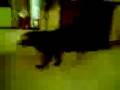 videos de before shannelle got eatin