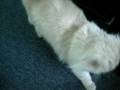 cutekitty cat;D (mielas katinas vaik&Aring;&iexcl;to) video