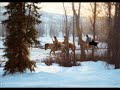 CALLING SNOW - Native American Flute Music