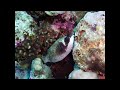 Diashow von vielen bunten Fischen