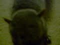 baby-squirrels-get-rescued-in-myrtle-beachscpic-slide-show.html