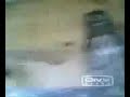 1 Dancing Owl