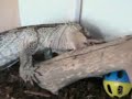 Large Lizard Eats Rat