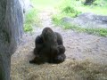 Mother and Baby Gorilla Kissing and Cuddling Mother and Baby Gorilla Kissing and Cuddling