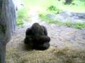 Mother and Baby Gorilla Kissing and Cuddling