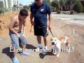 Tigre felizmente adoptado