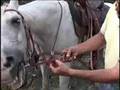 Fitting the German Martingale
