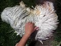 Separating puli cords or dreadlocks Separating puli cords or dreadlocks