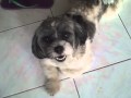 nikulas