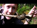 Britain in Cold Blood - The Quest. part 5 - The European Viper