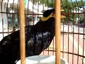 talking bird3