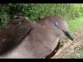 videos de White-tipped Dove, Tórtola Colipinta (Leptotila verreauxi)