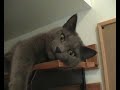 Sulo, un chat qui a beaucoup de choses � dire..