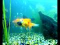 videos de my goldfish tank orander black moor