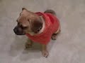 Puggle Preston Fetch Toys by Name