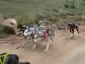 Three Legged Sled Dog Training