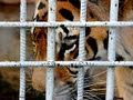 Tony the Truck Stop Tiger: UPDATE