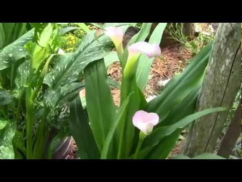 how to transplant arum lilies