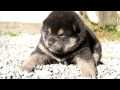 柴犬子犬黒柴雌585.11.12.12.6 柴犬.net