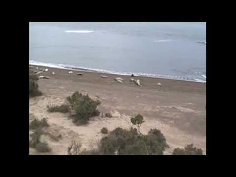 the marine wildlife in around the Valdes Peninsula, Argentina 2009
