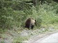 Mrki medvjed; Ursus arctos; Brown Bear; Oso pardo; ????? ???????; Vila Velebita