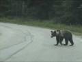 Mrki medvjed; Ursus arctos; Brown Bear; Oso pardo; Бурый медведь; Vila Velebita