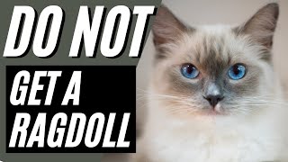 7 Reason You Should NOT Get A Ragdoll Cat