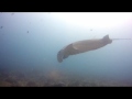 Manta Dance Bodu Thila Maldive