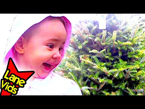 how to buy a christmas tree