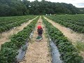 Audryck @ Strawberry Farm2