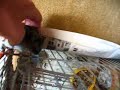 gjuro se vraca kuci gjuro se vraca kuci