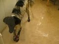 service dog 2