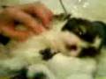 aprils puppies.3GP