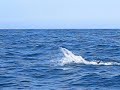 fishing in cabo!!!! fishing in cabo!!!!
