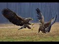 Eagle gallery