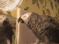 Einstein sings, \"Who Let The Dogs Out\".