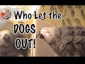 View Video