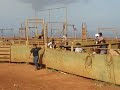 molokai keiki rodeo