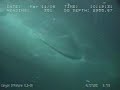 Whale watching at 3000 feet water depth Whale watching at 3000 feet water depth