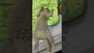 My British Shorthair cat is a human in a kitten body (viral video on Tik Tok) #shorts