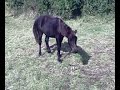 Gorse and Tinker meet