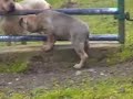 Cane   Corso  Vero Clip#3